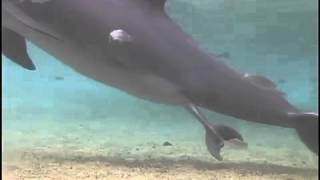 Incroyable naissance Dauphin au Dolphin Quest Hawaii [upl. by Corin239]