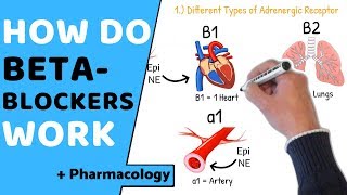 How do Beta Blockers Work  Pharmacology [upl. by Ratcliffe320]