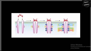 Les récepteurs tyrosine kinase MAP KINASE [upl. by Severin258]