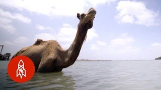 India’s Swimming Camels [upl. by Meagan]