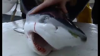 Tagging Blue Sharks  Sharks  BBC Earth [upl. by Magavern]