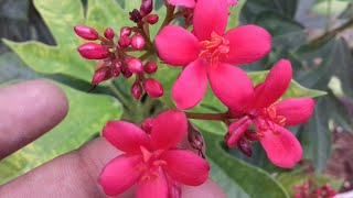 248How to grow and care jatropha flower plant [upl. by Anwahsat]