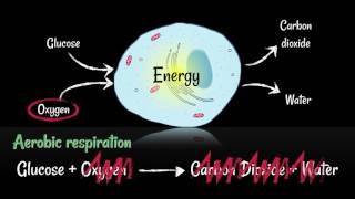 Respiration Aerobic vs Anaerobic [upl. by Araihc]