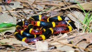 Coral Snake Vs Milksnake [upl. by Ardisi]