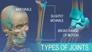 Anatomy and Physiology of Articulations Joints [upl. by Mcconnell94]