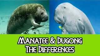 Manatee amp Dugong  The Differences [upl. by Enivid]