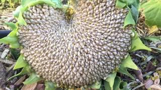 When and How to Harvest Sunflower Seed Heads [upl. by Kunkle902]