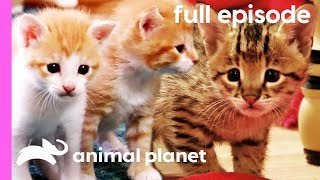 Domestic Shorthair Savannah and Siberian Kittens  Too Cute Full Episode [upl. by Africa344]