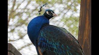 Peacock Call HD [upl. by Marguerita]