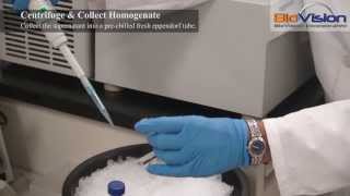 Tissue Homogenization Video  Biovision Inc [upl. by Yorker766]