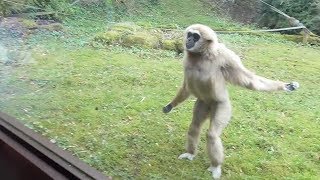 Funny Gibbon Intrigued by Guide Dog in Zoo [upl. by Nnaeus]