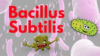 Bacillus Subtilis [upl. by Johanna]