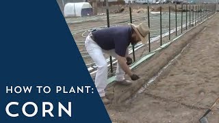 How to Plant Corn [upl. by Housum]