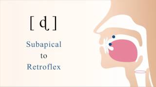 ɖ  voiced unaspirated subapical retroflex stop [upl. by Sahc31]