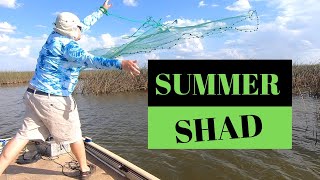 TIPS for locating catching amp keeping SHAD alive during the SUMMER [upl. by Schroth]