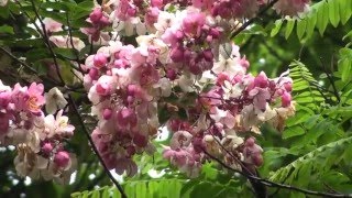 Cassia javanica the rainbow shower tree [upl. by Ahsilad]