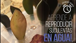 ¿CÓMO REPRODUCIR SUCULENTAS EN AGUA  ¡RESULTADOS EN 1 SEMANAAA [upl. by Ummersen86]