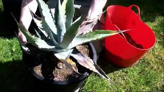 Repotting a neglected Agave [upl. by Holofernes]