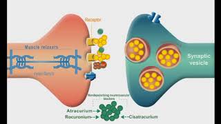 Autonomic Nervous system animation Neuromuscular Junction Blockers [upl. by Eixel526]