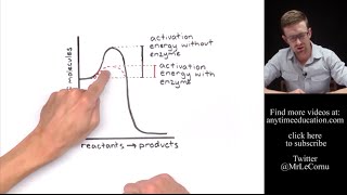 How Do Enzymes Work Activation Energy [upl. by Carlstrom]