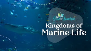 Kingdoms of Marine Life  Marine Biology  The Good and the Beautiful [upl. by Hump898]