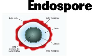 Endospore formation in bacteria animation [upl. by Nyliret]