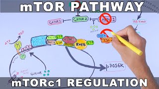 mTOR Pathway and its Regulation [upl. by Nitsir]