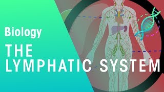 The Lymphatic System  Health  Biology  FuseSchool [upl. by Speroni]