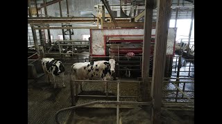 How Lely Robotic Milking System Works [upl. by Neelon739]