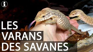 TUTO et PRESENTATION  varan des savanes Varanus exanthematicus [upl. by Robina701]