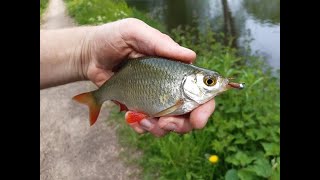 Micro Jigging How to Catch Everything in The Canal [upl. by Ozzy347]