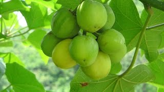 Jatropha curcas hope for future biodiesel production [upl. by Rhys]