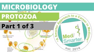 Protozoa  Microbiology  USMLE STEP 1  Part 1 of 3 [upl. by Levitus274]