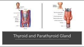 Thyroid and Parathyroid [upl. by Schreibman]