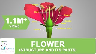 Parts of a Flower Diagram and Functions [upl. by Ydak]