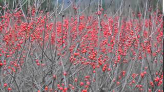 Locations for planting Winterberry Holly Shrubs [upl. by Yrohcaz]