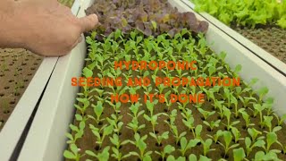 HYDROPONIC Seeding and Propagation  HOW IT WORKS [upl. by Aleb]