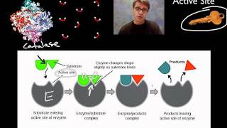 Enzymes [upl. by Artema2]