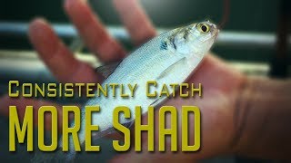 Where to Consistently Find Shad for Catfish Bait [upl. by Nagaet]