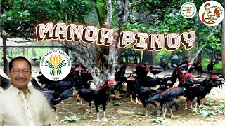 Part1 Philippine free range chicken guide for beginners  free range chicken farming Philippines [upl. by Eemiaj13]