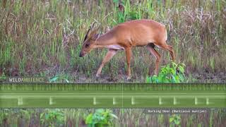 Barking Deer Sounds  A muntjac deer calls at night in Thailands rainforest [upl. by Charmaine]