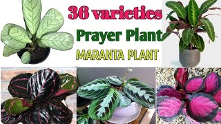 36 Prayer Plant Varieties with Names Maranta Plant Varieties Plant and Planting [upl. by Orpheus]