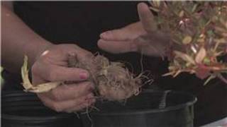 Flower Gardening  How to Plant Dahlia Bulbs [upl. by Nairoc]