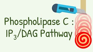 Phospholipase C  IP3 DAG Pathway  Gq protein pathway [upl. by Nehcterg]