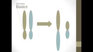 Robertsonian Translocation Basics [upl. by Naveb248]