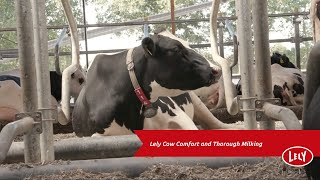 Cow Comfort with the Lely Astronaut A5 Robotic Milking System [upl. by Sibell]