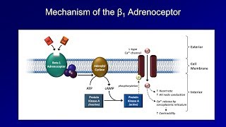 Antiarrhythmics Lesson 3  Beta Blockers [upl. by Aical]