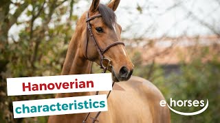 The Hanoverian horse I characteristics origin amp disciplins [upl. by Stephen]