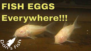 Albino Corydoras Breeding amp Raising [upl. by Adorne]