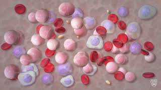 Blood Cancers Explained Leukemia Myeloma Lymphoma and more [upl. by Noevad]